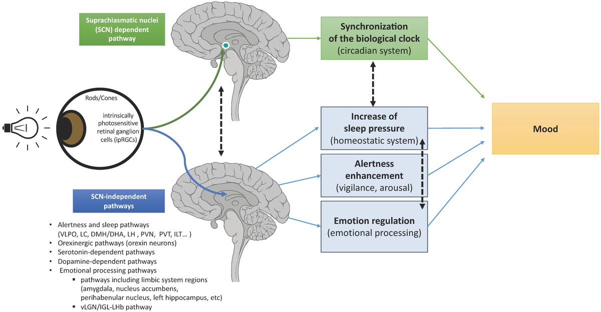 #mdpijcm
📢Highly Cited Paper
👋Citations 18
'Multi-Level Processes and Retina–Brain Pathways of Photic Regulation of Mood'
👉mdpi.com/1451954
✍️Julia Maruani and @pa_geoffroy.
@Inserm @APHP @MediPharma_MDPI

#therapy #MentalHealth