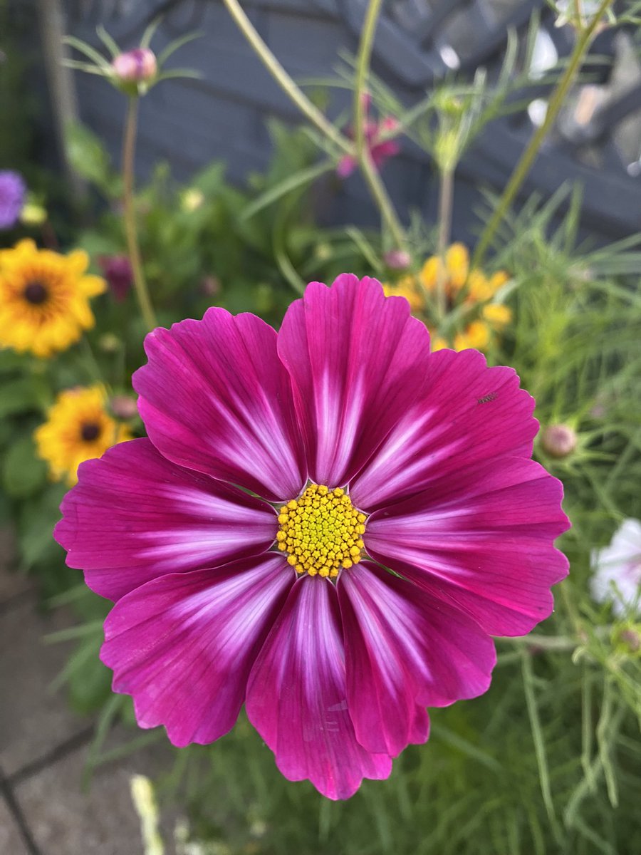 Brightening up this Friday with a cosmos due to normal service being resumed as far as the weather is concerned damp breezy and dull.☹️ Have a great day everyone let’s hope the weekend improves 😊#GardeningTwitter #GardeningX