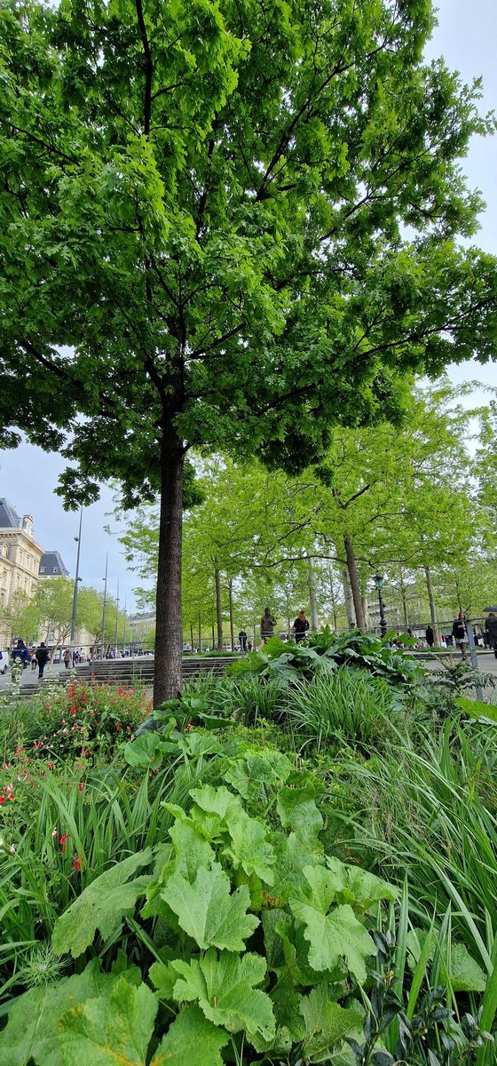 Les rues vertes de Paris. Pluie, grisaille... Mais des compensations. En ville, il est nécessaire de prendre ce que l'on peut... #Paris2024 #ParisRespire #ParisSeTransforme
