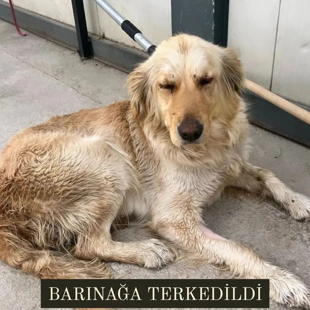 Bu zavallı golden kız bu gün barınağa bırakıldı çok üzgün yemiyor içmiyor 🥺 Barınağa terkedildi bugün.. Daha 2 yaşında, dişi. Lütfen bu kıza yuvanızı açın #izmir İnstagram @elfcn1987 #SokakHayvanlarıSahipsizDeğil