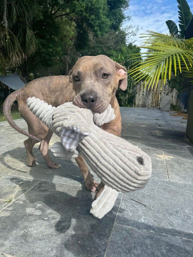 HALO_Rescue's tweet photo. Sand Puppy! A 3mo super friendly young girl had a tough start to life; abandoned &amp; left in a crate causing issues that have been righted other than having a sensitive stomach which requires a certain type of food. House trained, good w/kids, dogs, &amp; cats. https://t.co/x1jKGVrhlL https://t.co/GGnFacKclM