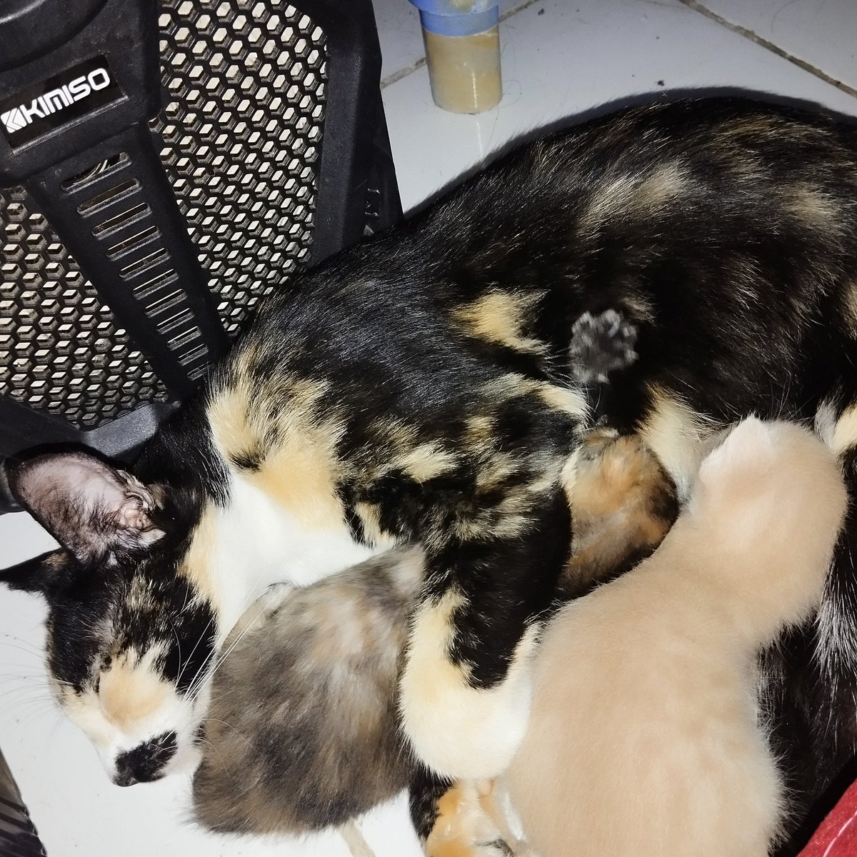 TRikooy's tweet photo. @kochengfs Plis, kucing gue ini namanya pita dinamain nyokap, tiap bulan ngelahirin trs, gatau bapanya yang mana aja anaknya juga bingung ema gua gonta ganti bapa gua juga bnyk ahaha, mungkin si pita di cantik kali ya di dunia nya dia https://t.co/R2BxOV2pIk