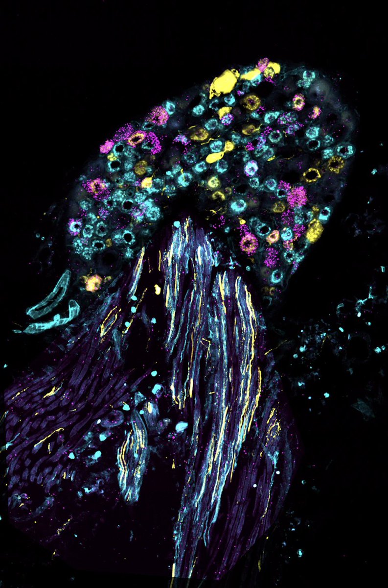 Next up on our @helmholtz_image contest list are the submissions of #mdcBerlin researchers @ThanosBalomenos (left, ID 417 & right, ID 364) and @Lin25486951 (right) from the @GaryRLewin1 lab. Your vote(s) count! 👉 364: awards.helmholtz-imaging.de/entry/vote/Ryw… 👉 417: awards.helmholtz-imaging.de/entry/vote/Ryw…