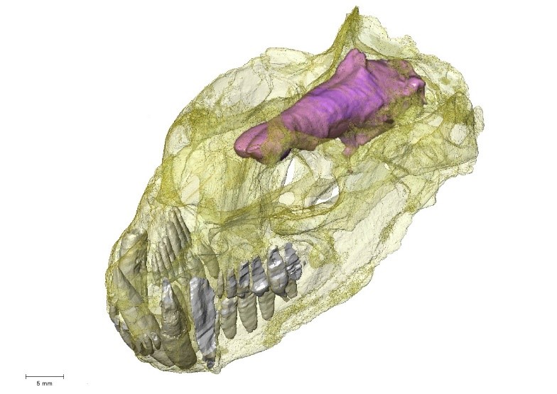 April 29 2024 - 11h International seminar @palevoprim Julien Benoit (Associate Professor in Palaeontology) @WitsUniversity 'Paleoneurological Diversity of Therapsids (Synapsida) from the Permian and Triassic' palevoprim.labo.univ-poitiers.fr/wp-content/upl… @UnivPoitiers @DR08_CNRS