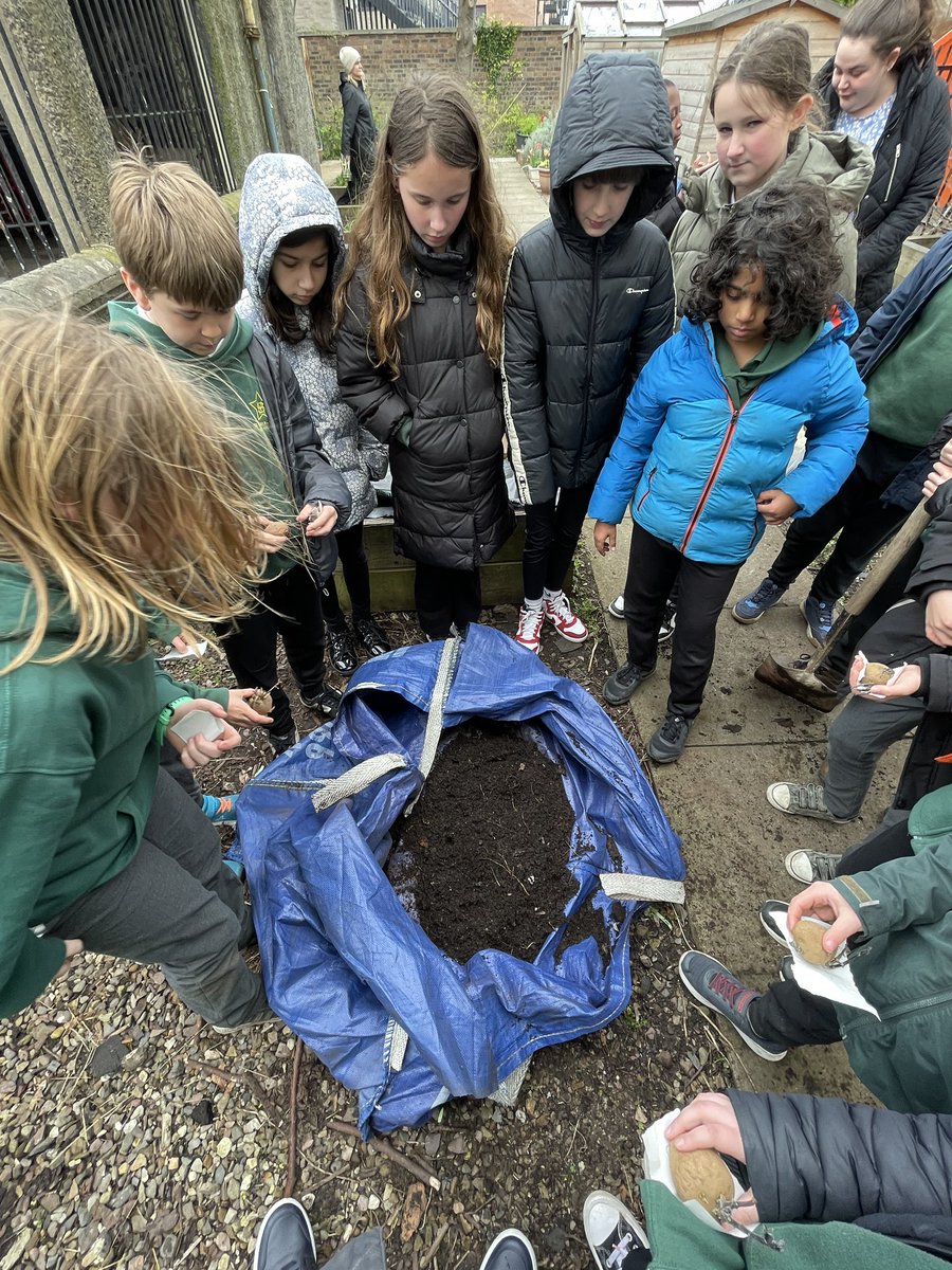 As part of our new topic on plants, P6a got the opportunity to plant potatoes in the outdoor classroom. They learned about the different varieties and got their hands dirty digging soil and planting. Looking forward to the result! #uncrc #article29 #article24