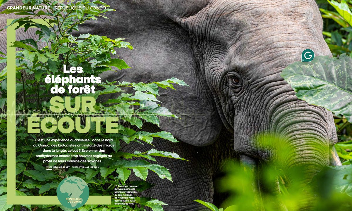 En kiosque ce mois-ci! Le nouveau numéro de @GEOfr avec mon reportage au coeur de la forêt du #bassinduCongo où les scientifiques de l'Elephant Listening Project enregistrent les vocalisations des éléphants de forêt pour étudier leur comportement et un jour, qui sait...