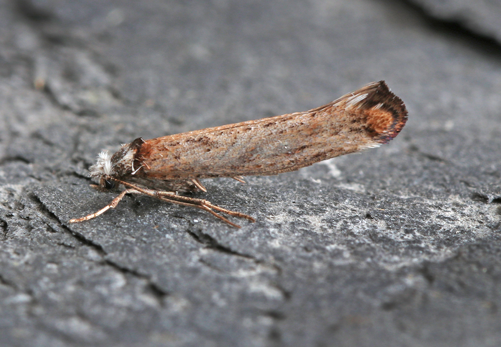 26 moths of 12 species in St Mellion last night. Highlights were new for garden Pseudoswammerdamia combinella, plus a couple of likely Elachista cannapenella. Best of the rest were Shoulder Stripe, 5 Brindled Beauty, Lunar Marbled Brown, 5 Muslin Moth and Delicate.