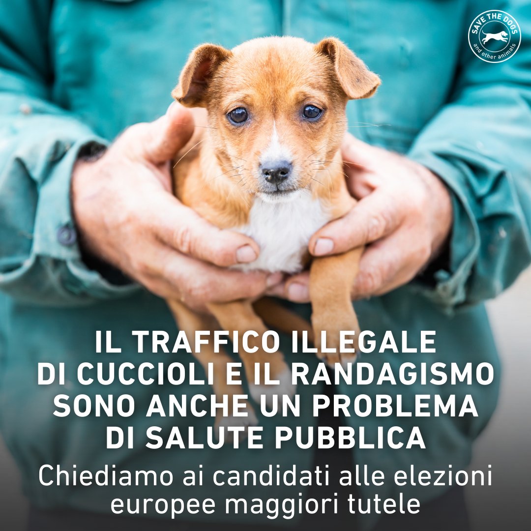 Siamo tutti connessi e le conseguenze di quello che stiamo facendo a migliaia di animali sono già qui. Il traffico illegale di cuccioli e il randagismo sono anche un problema di salute pubblica. In occasione dell'#EarthDay trovate un approfondimento qui: bit.ly/3Q4Qbkp