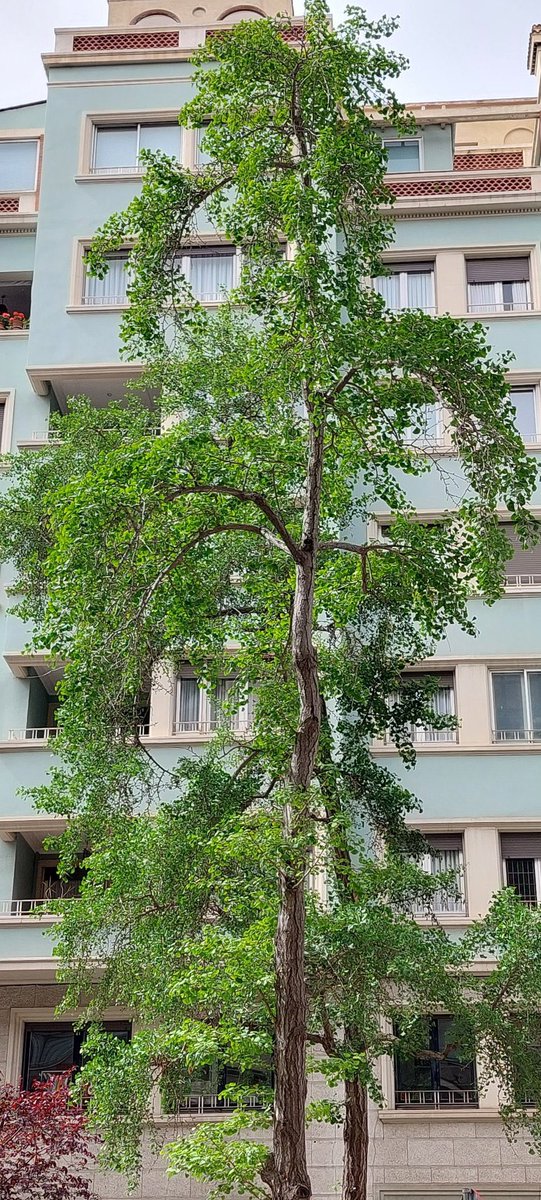 Verde en ciudad, buena combinación. Barcelona ❤️🚶‍♀️😍