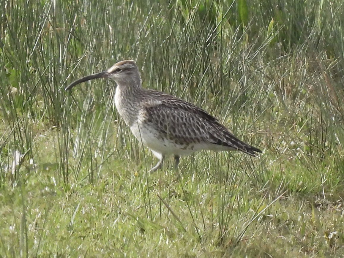 Whimbrel @SwillyIngsBG RSPB St Aidan’s was on the North Ings but now on main lake with Curlews