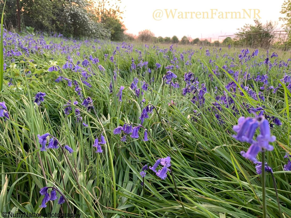 @BrentRiverPark @WildLondon We do love our #BrentRiverPark Long Wood Bluebells! There are so many, their smell is amazing & they’re so beautiful!💚We have Bluebells here on #WarrenFarmNR too🥰 Joyous when they appear! #wildflowerhour