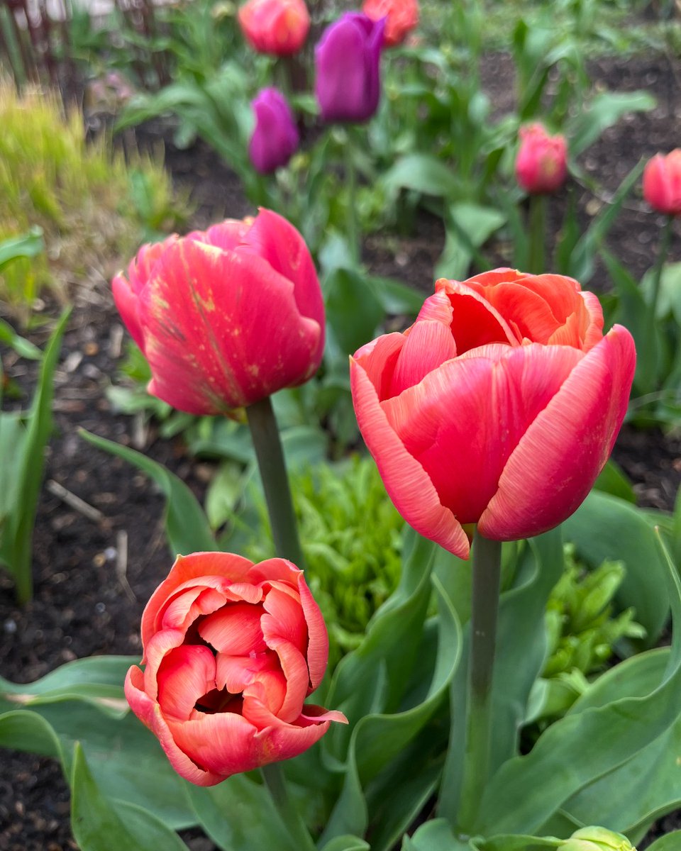 We have tulips popping up all over the garden in a wonderful array of colours!

What's your favourite? 

#RHSHarlowCarr #HarlowCarr #VisitYorkshire #Harrogate #VisitHarrogate @visitharrogate #HarrogateLife #Spring #Tulip