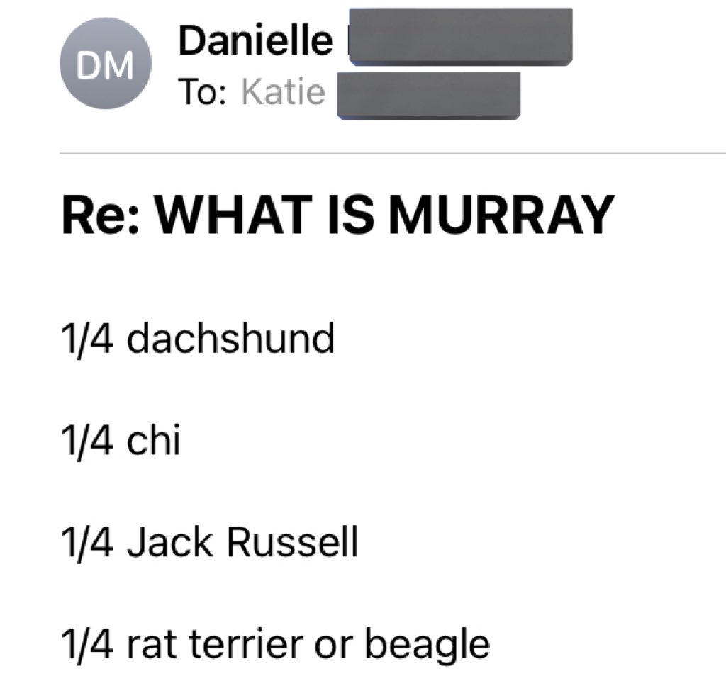 threadhead8's tweet image. we’ll get the doggy dna results in soon, if you wanna put in a guess 👀👀👀 currently the lad is 5.5 months old, 12 pounds 🐶