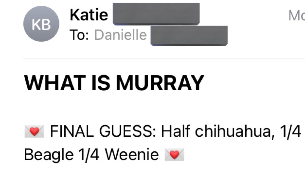 threadhead8's tweet image. we’ll get the doggy dna results in soon, if you wanna put in a guess 👀👀👀 currently the lad is 5.5 months old, 12 pounds 🐶