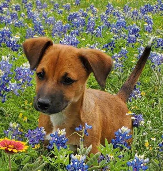 threadhead8's tweet image. we’ll get the doggy dna results in soon, if you wanna put in a guess 👀👀👀 currently the lad is 5.5 months old, 12 pounds 🐶