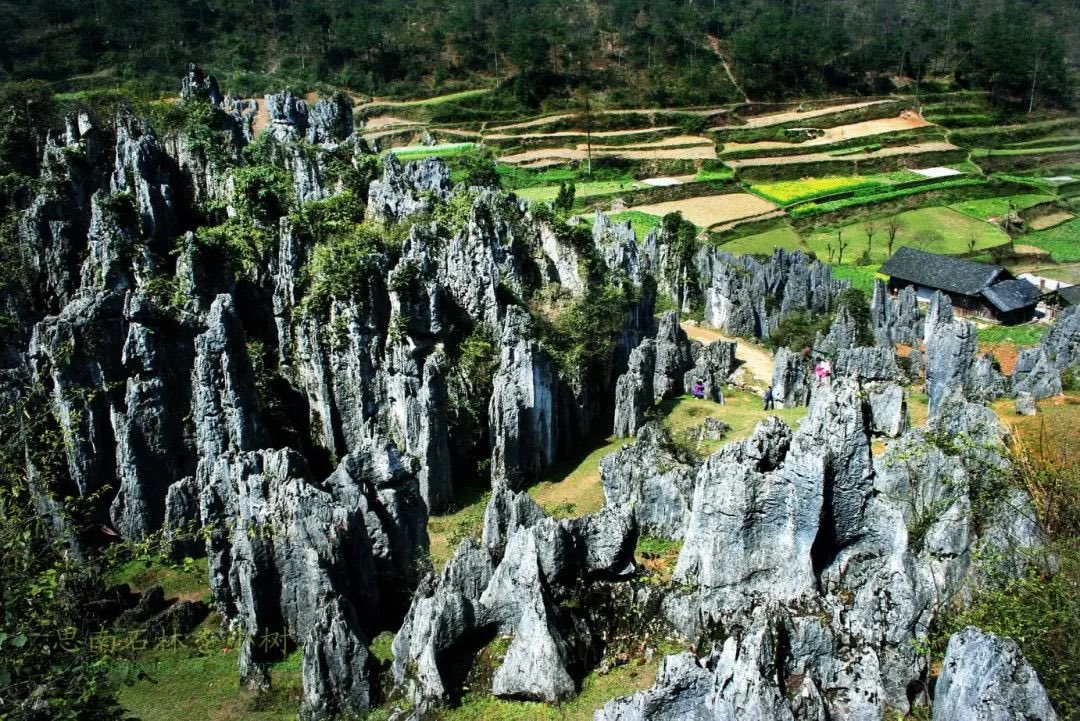 🚖Embark on a new journey to Sinan Stone Forest, the best-developed and best-preserved karst stone forest in the same latitude area on the earth. ⛰️The stone forest has a variety ofshapes, especially famous for vivid pictographic landscapes. 🌏#Sinan #StoneForest #karst #nature