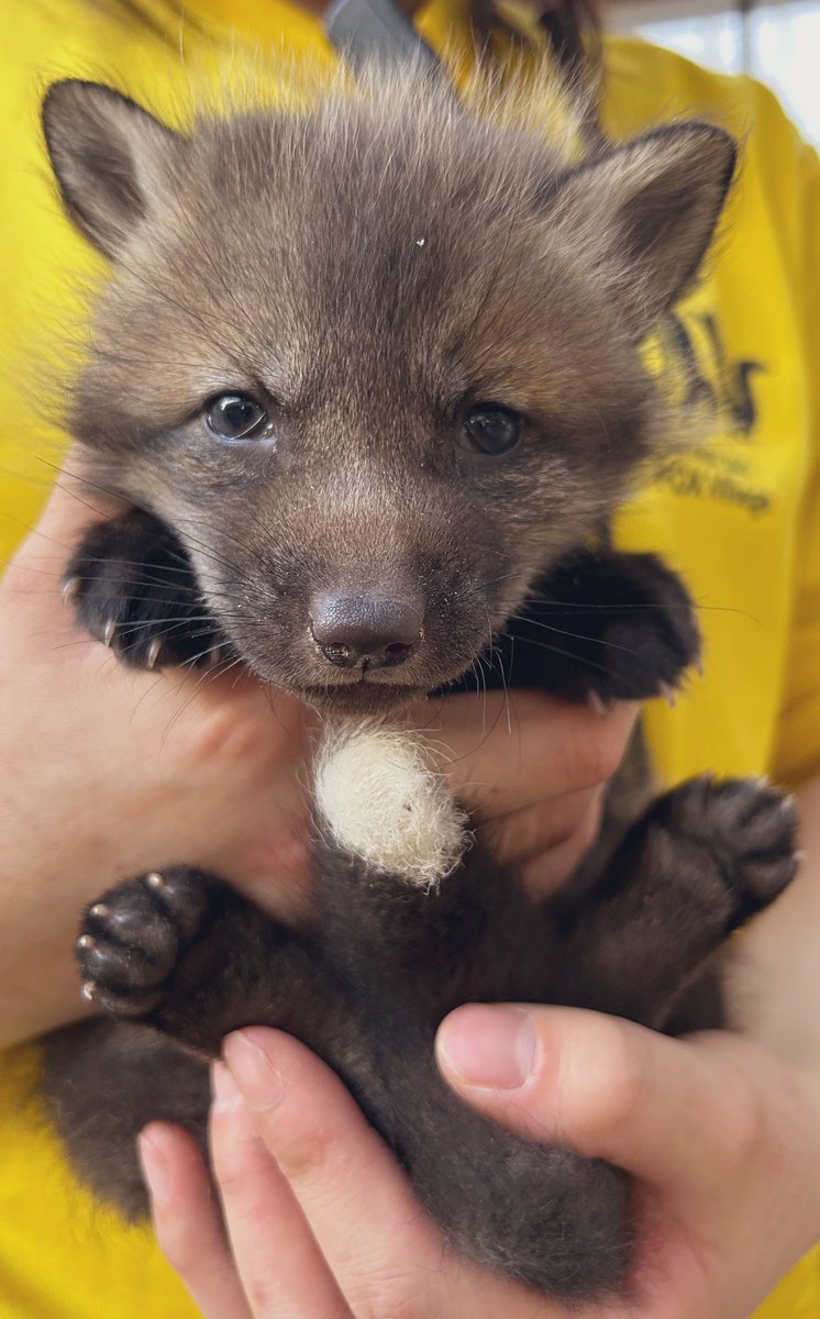kon_fox_village's tweet photo. 本日もご来場ありがとうございました☺️

毎日瞬きしている間にも子ギツネたちはあっという間に成長しちゃいます。
ぜひ子ギツネたちがすくすく育つ様子を
見にお越しくださいませ〰️🦊🍀

T https://t.co/PRoKB8Zsfz
