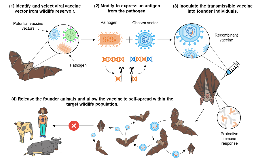 🦇 New publication explores self-spreading vaccines to protect wildlife from deadly pathogens such as rabies. @Megan3Griffiths explains the complex interdisciplinary work behind this innovative technology. Article: gla.ac.uk/research/az/cv… Paper: science.org/doi/10.1126/sc…