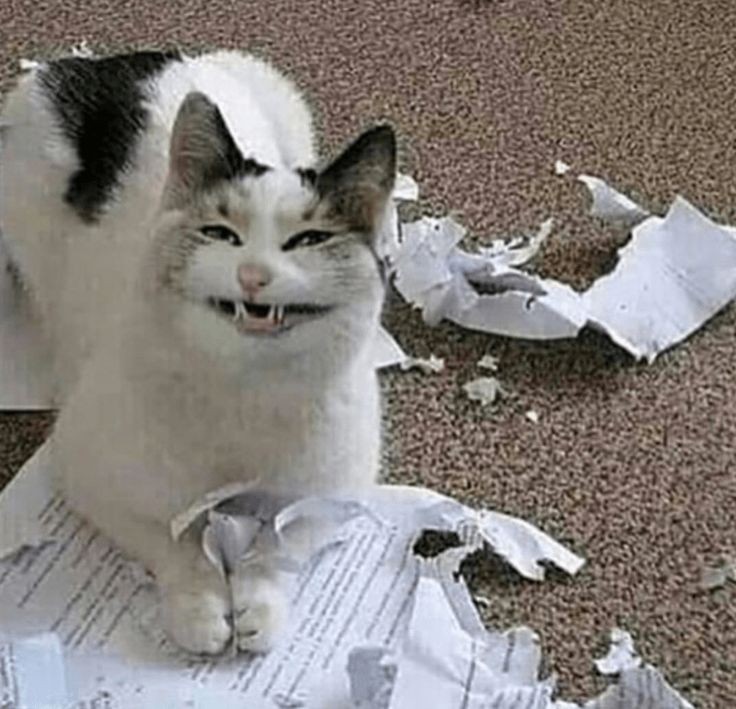 _catscastle tweet picture