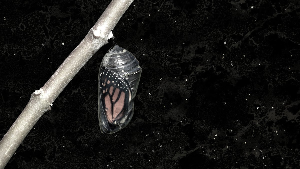 New Constellations tweet media