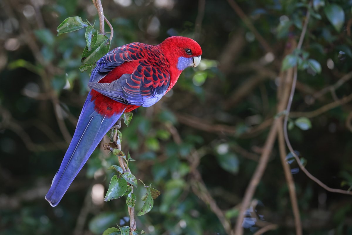 Crimson Rosella at O'Reilly's Rainforest Retreat in Lamington National Park, Queensland. #birds #WildOz