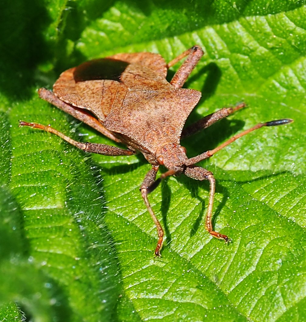 Dock Bug yesterday at Seaton Marshes Devon.@wildeastdevon