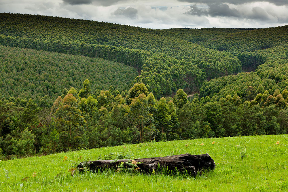 SA Forestry magazine tweet media