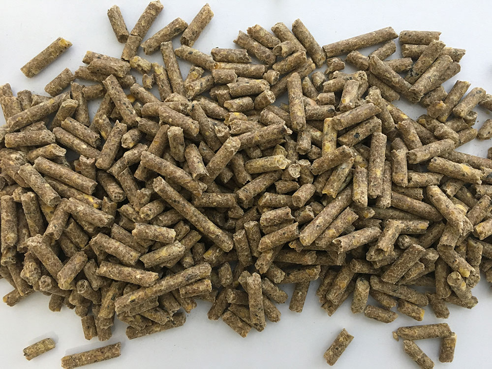 SA Forestry magazine tweet media