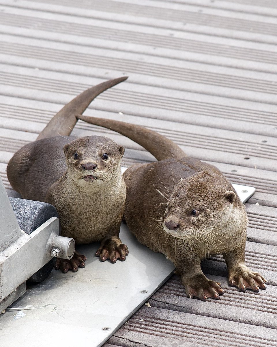 Two baby Smooth-coated otters sitting’ on the dock of the bay. The very best lunch breaks come with otters.