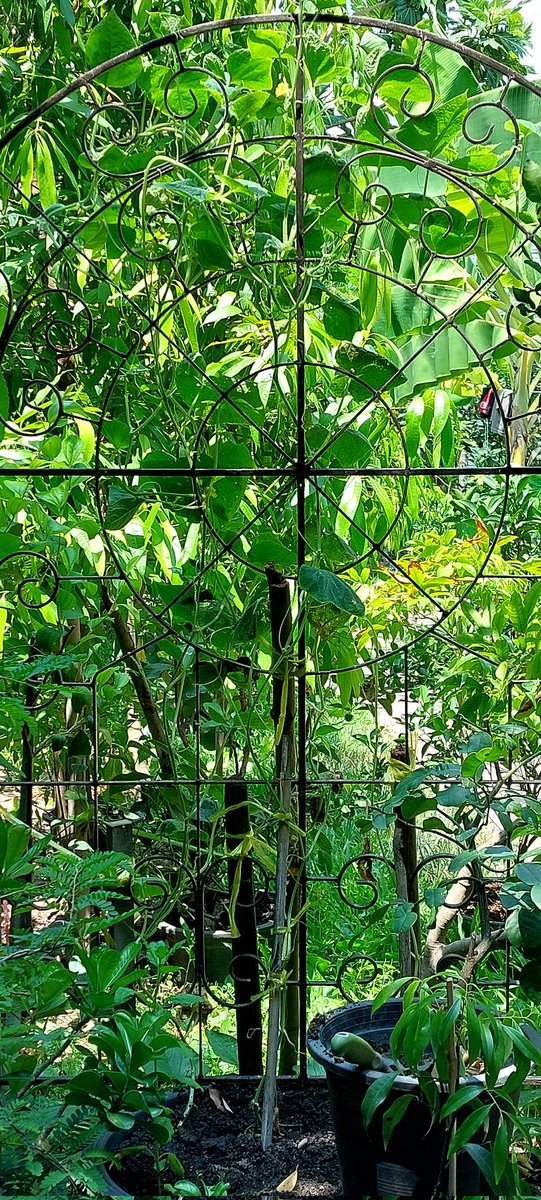 Took a few photos just now whilst waiting for the new fuse box to be installed. 
Banana ready to cut down and cook or leave a little longer. 
New banana blossom is really big.
R2E2 mangoes are near ready to pick and eat.
My fancy trellis looks awesome with cucumber growing on it.