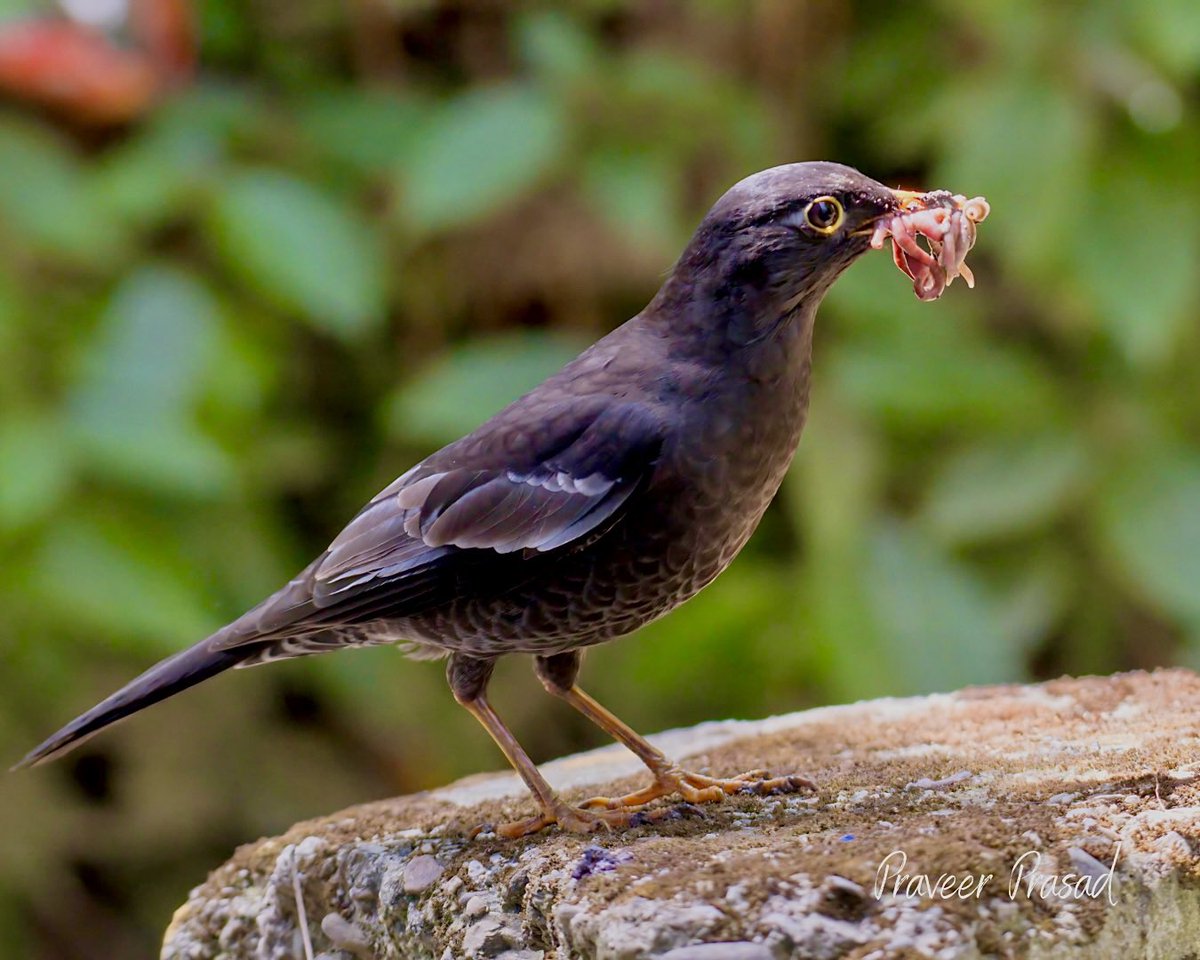 Grey-winged Blackbird - mouthful of worms for it’s 🐣

#BBCWildlifePOTD #birdwatching #ThePhotoHour #BirdsSeenIn2024 #NaturePhotography #birds #birdsofIndia @NatureattheBest @WildlifeMag @NikonIndia @praveerprasad #NikonD500 @NatGeoPhotos #natgeoindia #indiaves #HimachalPradesh