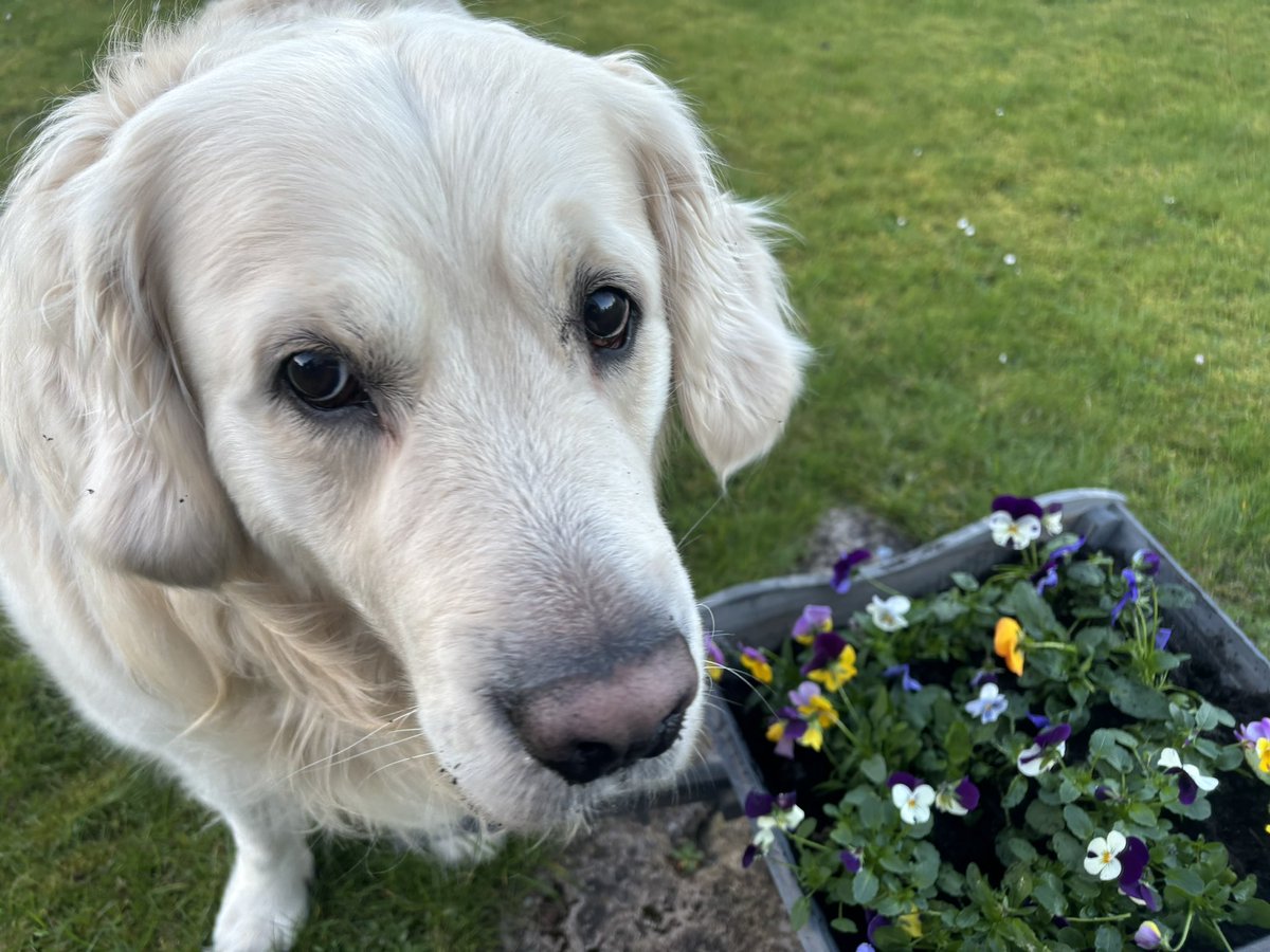 It’s that time of year again, gardening. I did my best to help, rolled on the grass a lot saying ‘ruff’ then did my best inspection duties. I mean it’s not exactly the Chelsea Flower Show but it’ll do 🌺