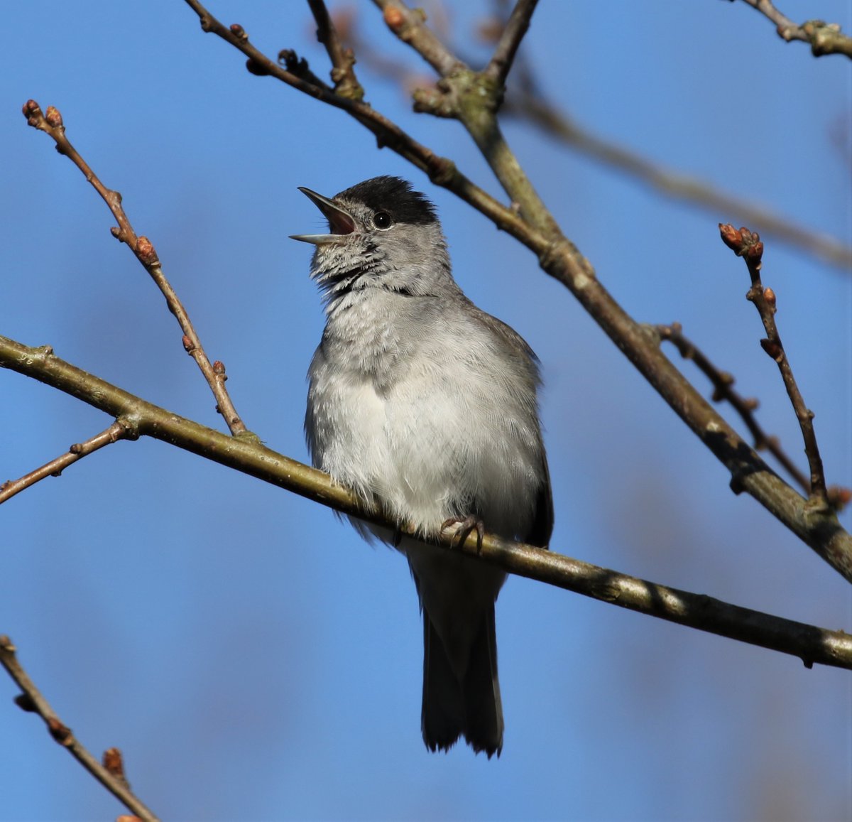 A beautiful sunny Thursday, brilliant birdsong and a search for an American avian visitor - take a look at our latest sightings blog from volunteer Graham Jacobs. bit.ly/18Aprilsightin… 📷Blackcap by Gareth Hughes