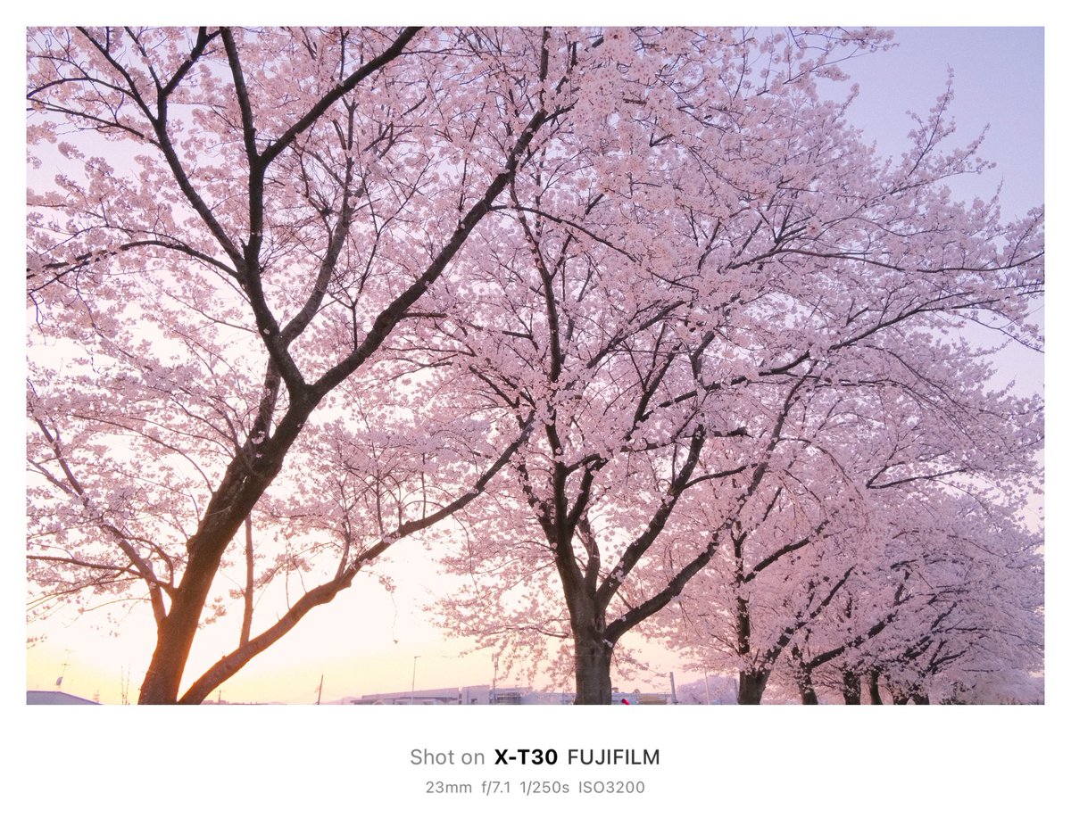 umenooo's tweet photo. 夕暮れ時の桜🌇 https://t.co/DcLa1Mribe