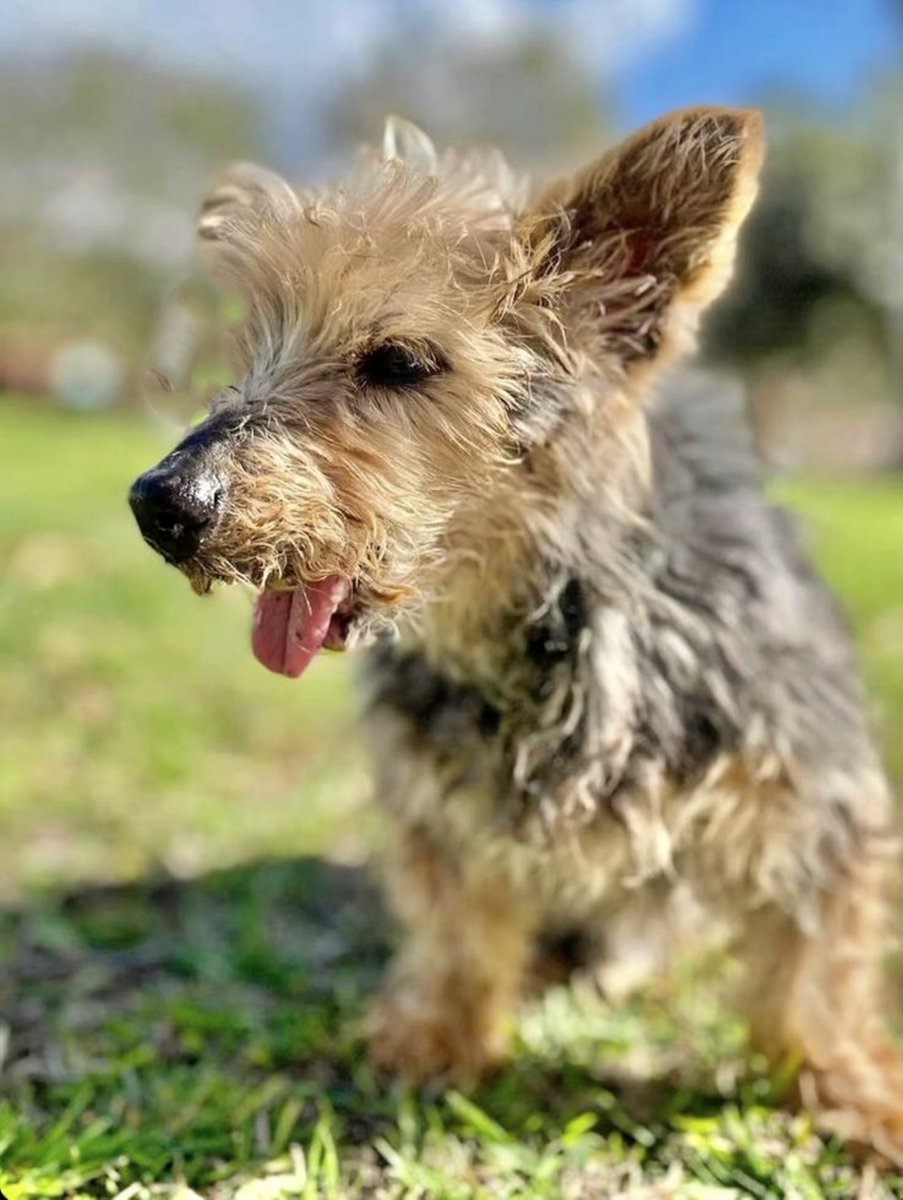 Solo #Catalunya #YOKY tiene 14 añitos y necesita un nuevo hogar. Su mami tiene Alzheimer y en breve irá a una residencia... Yoki es #sordo y le falta la mandíbula inferior, por eso va siempre con la lenguilla fuera. Necesita comer latitas o papilla. Cariñosísimo y muy