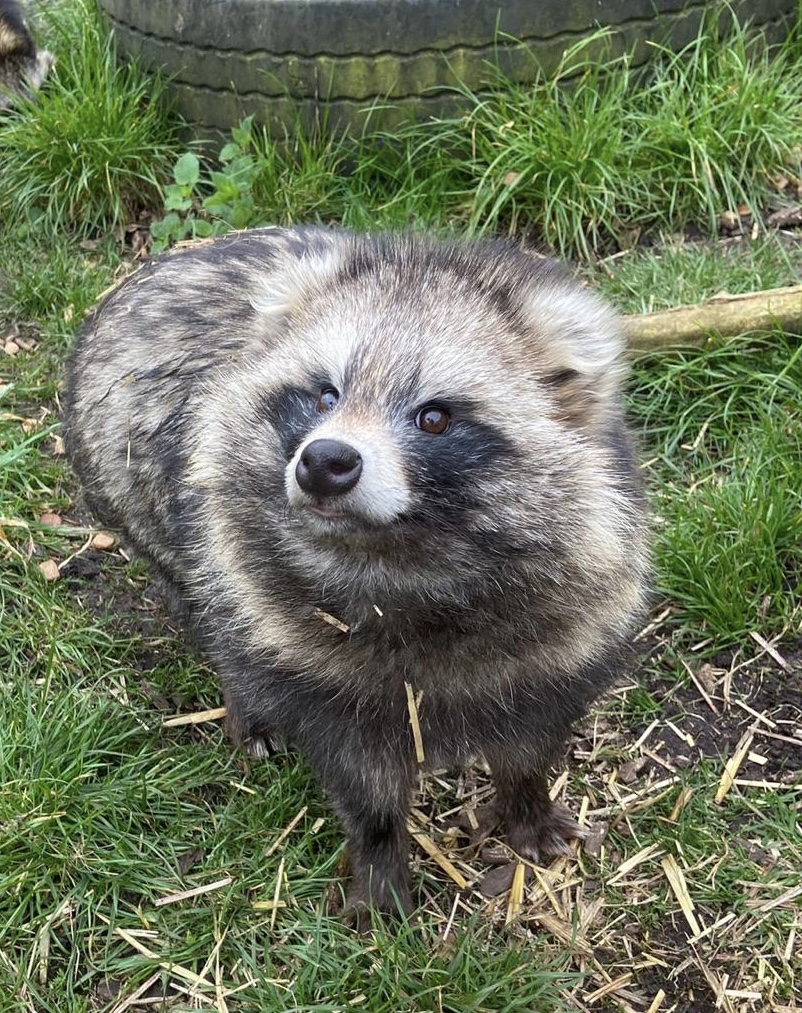 Yoshi the Tanuki just heard that our first Exotic Animal Welfare Weekend of 2024 is happening on 4th and 5th May! We can only have these animals on public display six days a year, so save the date, get your early bird tickets booked and make a day of it! hopefield.org.uk/book-tickets/