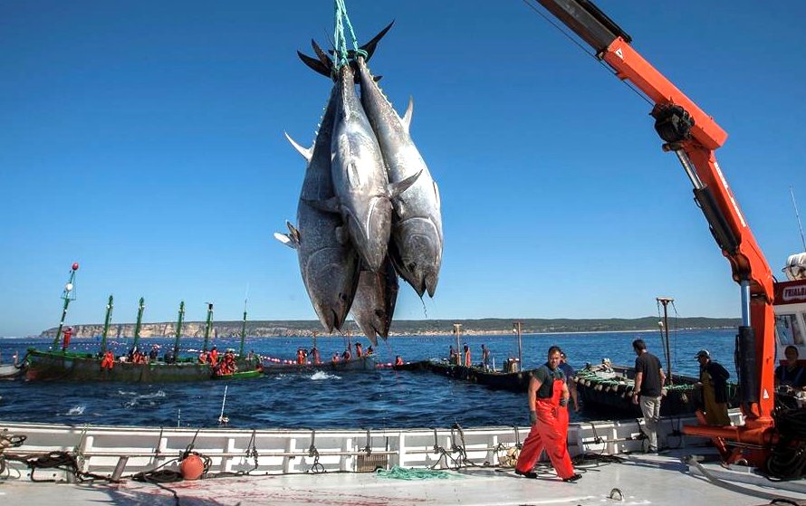 La almadraba de Barbate inicia la temporada de captura de atunes rojos. Si quieres leer la noticia completa: rutapesquera.com/la-almadraba-d… o bien en: rutapesquera.com

#rutapesquera #rutanaval #revistarutapesquera