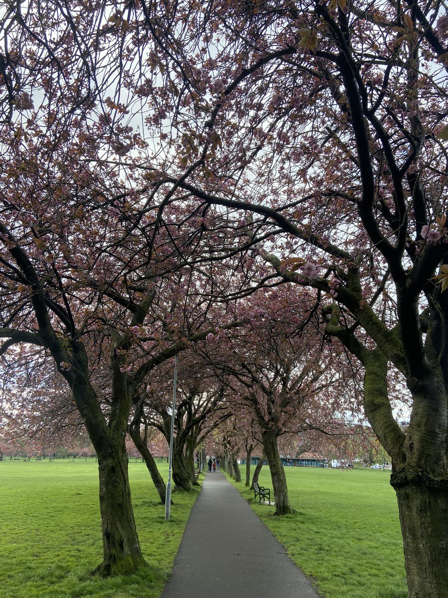 This weekend looks like being a good time to see the cherry blossom in The Meadows. Alas I’ll be away, so…