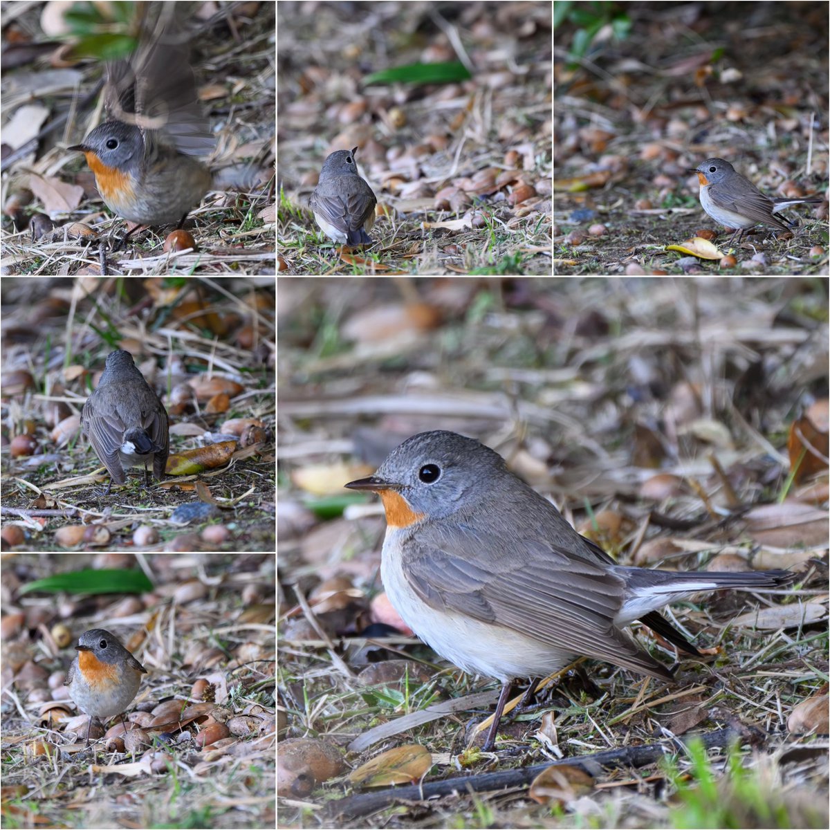 丸くてかわいい
#野鳥
#ニシオジロビタキ
#Nikon
#Z9
#z600mmf4tc