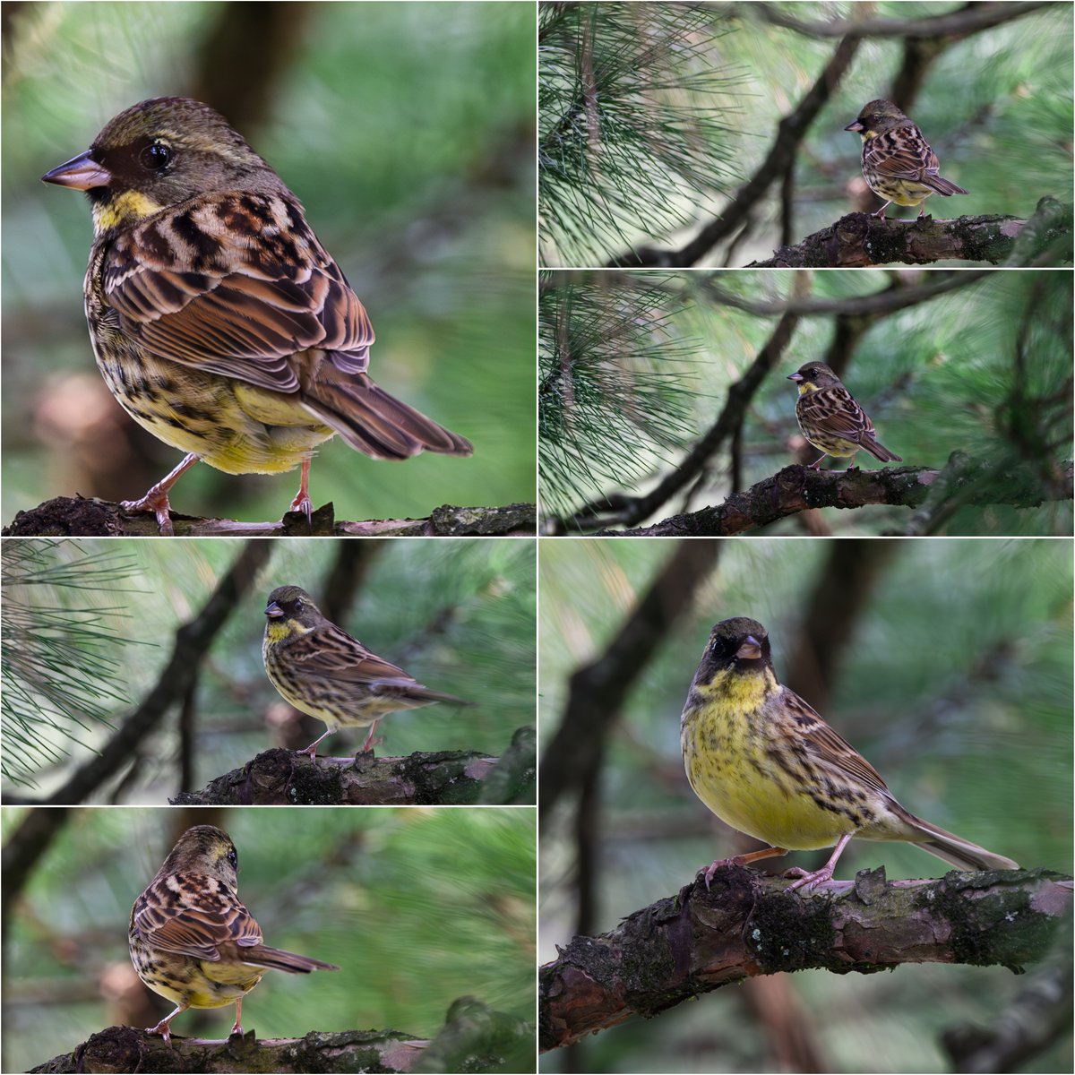 背中はまるですずめ
#野鳥
#アオジ
#Nikon
#Z9
#z600mmf4tc