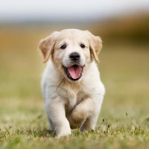 ArnaudRobinet's tweet photo. La @VilledeReims accorde une place particulière à la recherche du bien-être animal en ville. Une volonté soulignée par le palmarès de @30millionsdamis des « villes les plus accueillantes pour les propriétaires de chiens »🐕, qui classe notre ville à la 8è place du pays 🇫🇷. https://t.co/EcZ7FV2iWX