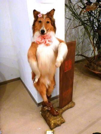 "Whats that Lassie? Little Timmy fell down the old Well but you're too fabulous to care?!"