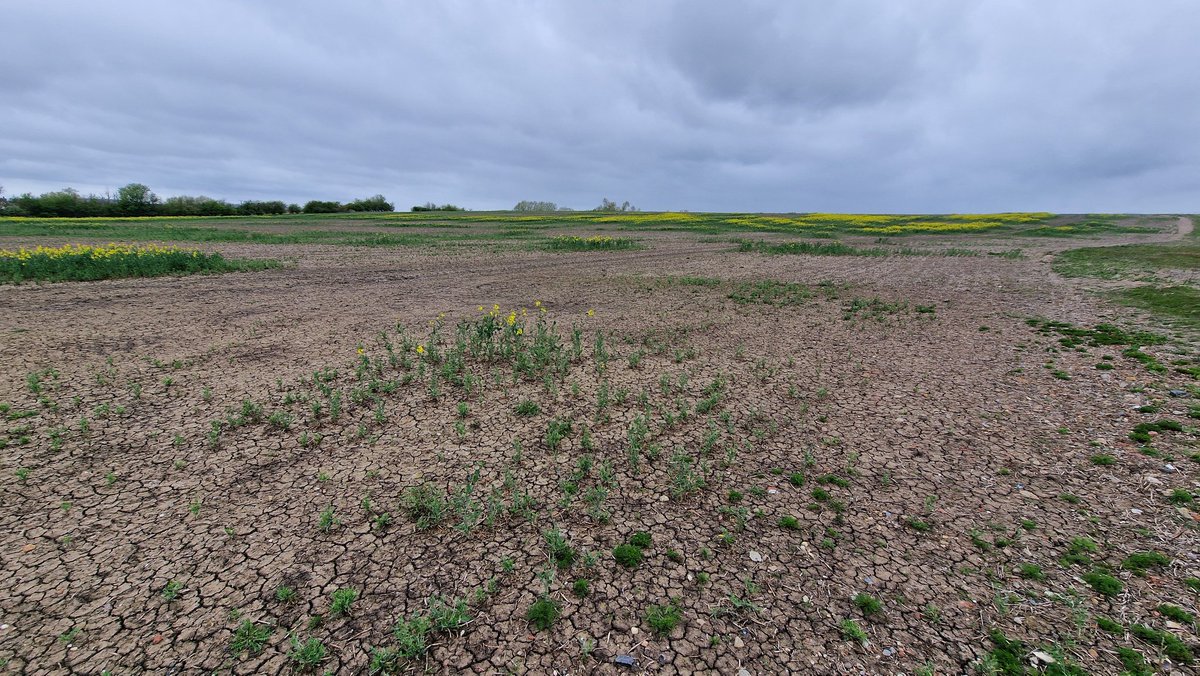 Gobsmacked. Some if the early OSR fields are well past their best and the later fields are a disaster - with no good weather in sight. That 3-4 day window was probably it for OSR this year. This spring has the ingredients to be one of the WORST for a generation.
