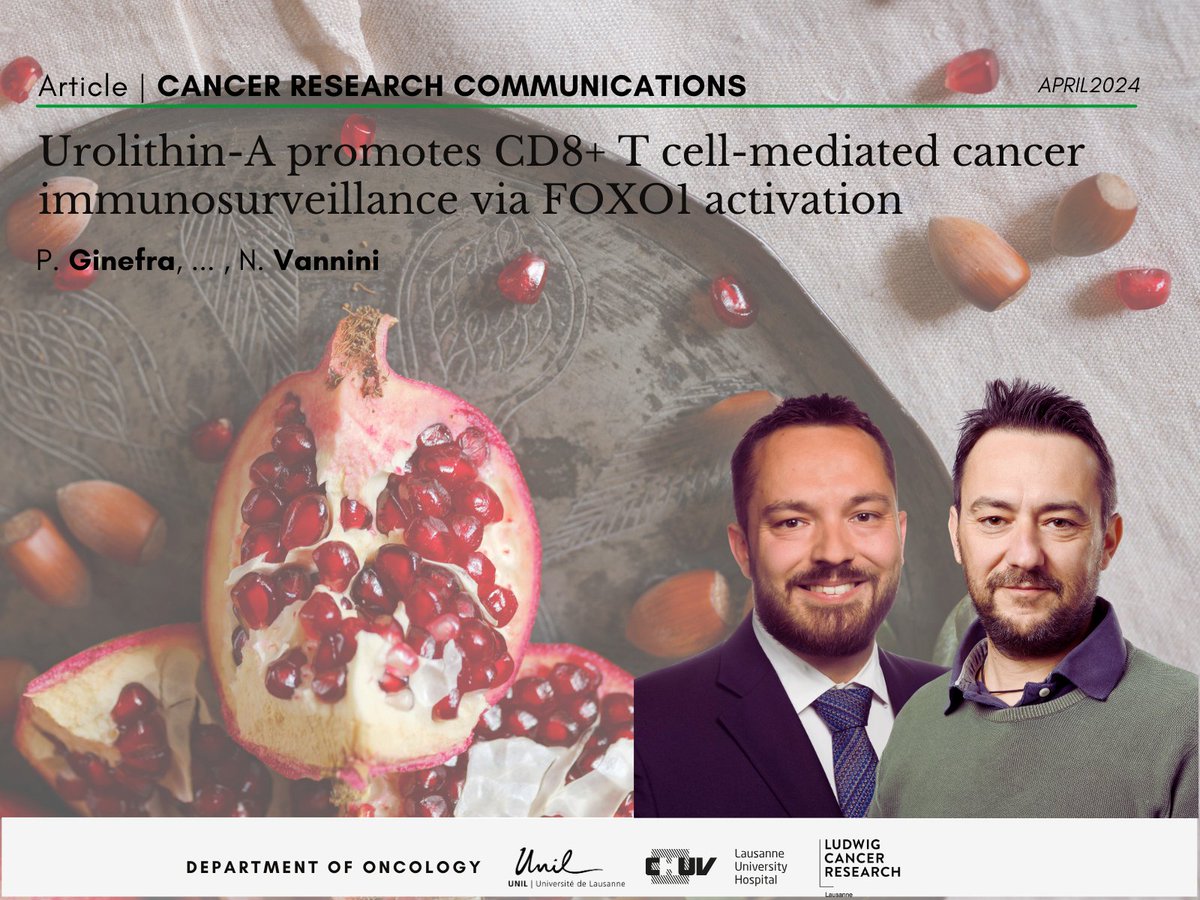 💡NEW study by @pginefra, @vannini_lab and colleagues, Cancer Research Communications @AACR 🌰Read this fascinating study on the promising potential of #Urolithin-A in boosting cancer immunosurveillance! ➡️shorturl.at/gCX26 @Ludwig_Cancer @CHUVLausanne @unil @NestleNHSc