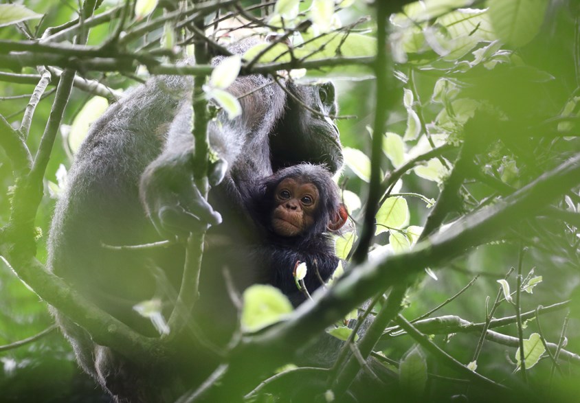 An exciting update from Budongo Forest 🐒 @BudongoChimps in Uganda is one of our wildlife conservation charity’s longest partnerships and have had an successful start to the year 💚 Learn more in our latest blog 👉 bit.ly/BCFSUpdate