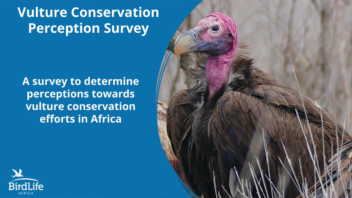 Across Africa, vulture populations have declined catastrophically, driven by various factors. BirdLife and Partners are carrying out vulture conservation interventions and we would love to hear from you in the international survey below: Survey Link👉 ow.ly/qpPV50RjFzK