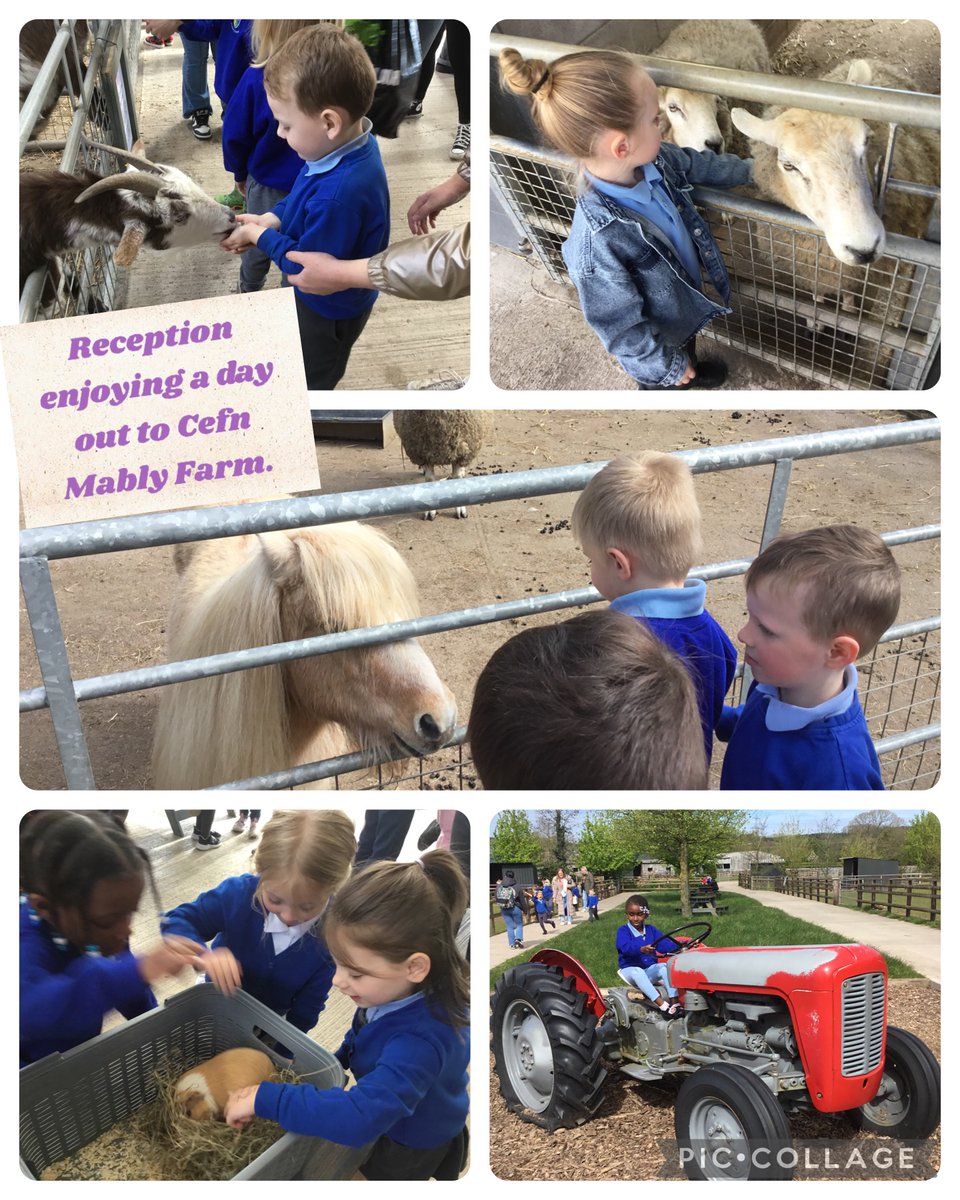 Reception children enjoyed a day out to Cefn Mably Farm. #tpsscience