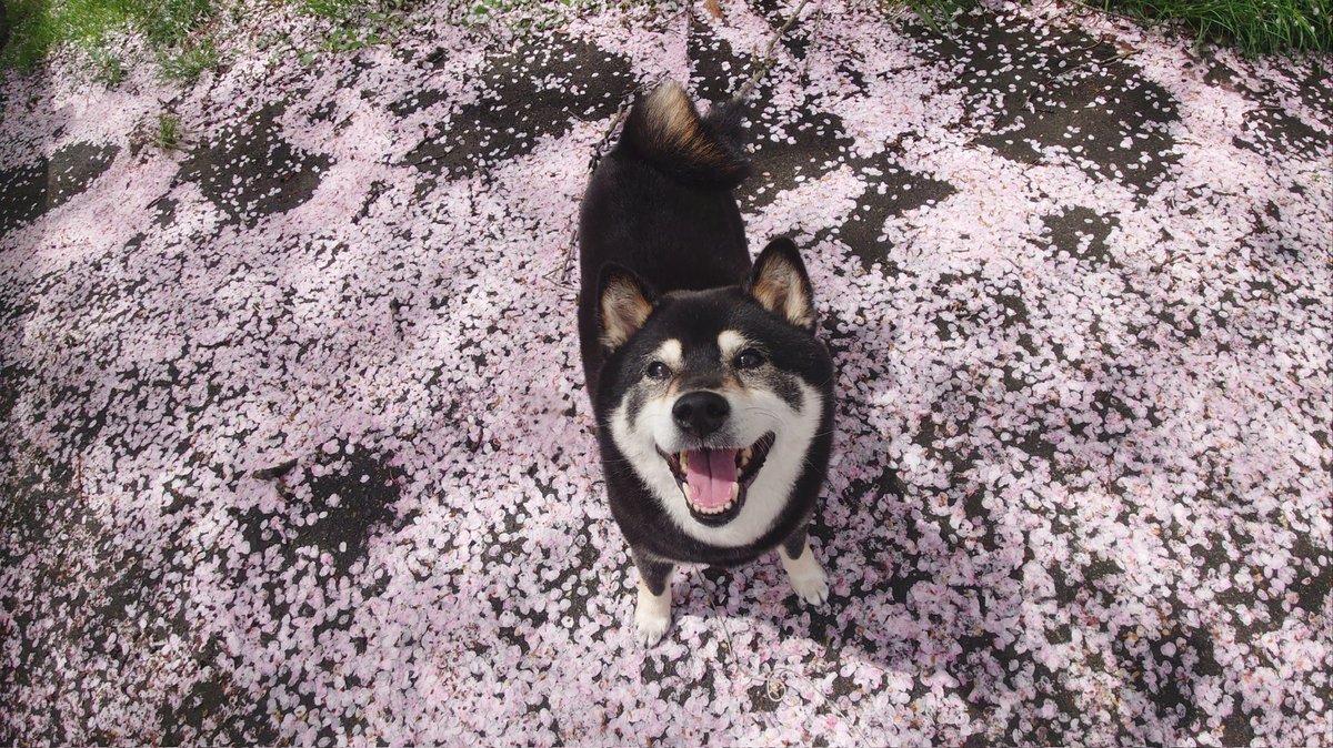 桜の絨毯🌸