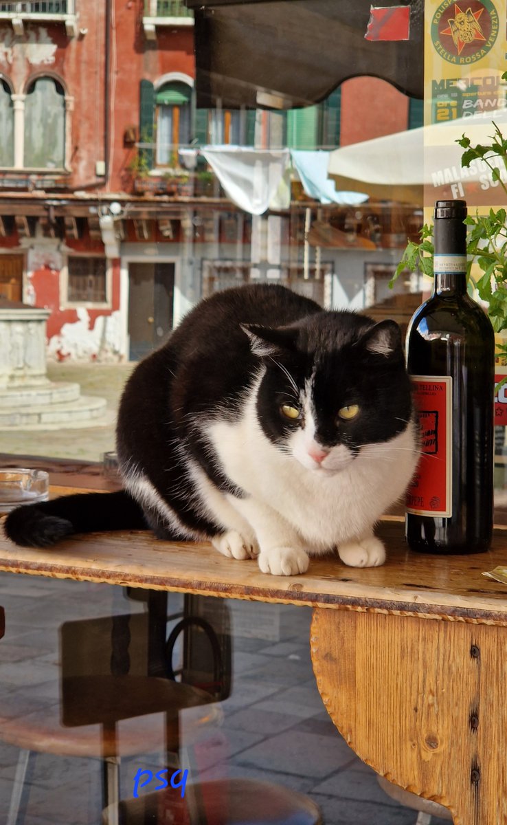 Gatto di Venezia