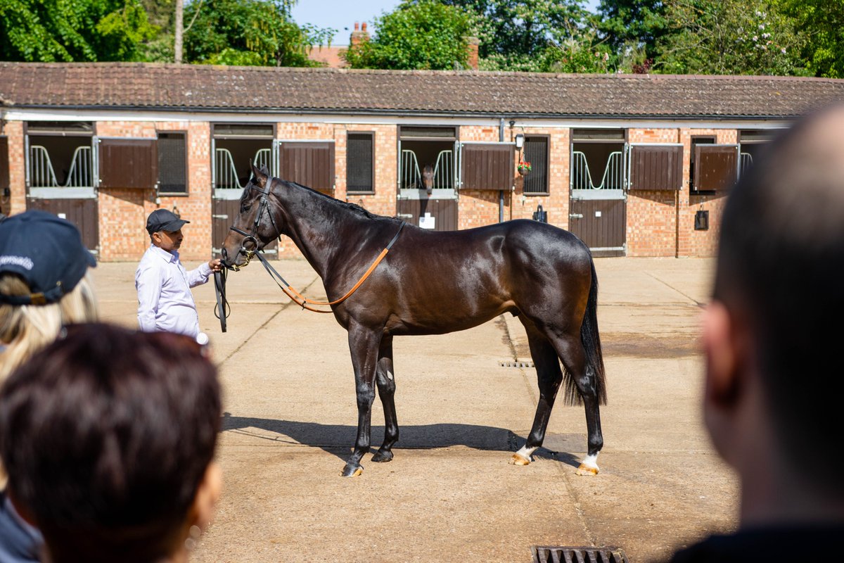 🅡🅤🅝🅝🅔🅡 - Dashing Darcey is after a hat-trick on turf debut today for the @varianstable team. He takes on the 7f Handicap at @NewburyRacing with James Doyle in the saddle, going to post for 16:15 🐎 The best of luck to his owners 🤞🏼 #OpulenceThoroughbreds